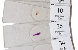 Что можно увидеть в микроскоп?