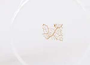 Набор микропрепаратов Konus 10: «Почва», изображение 6