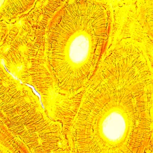 Микроскоп биологический цифровой MAGUS Bio D250T LCD, изображение 31