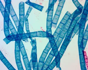 Видеоокуляр ToupCam 14 Мпикс, изображение 7