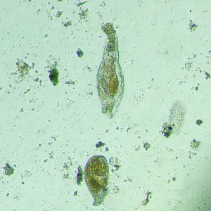 Микроскоп биологический инвертированный MAGUS Bio V300, изображение 14