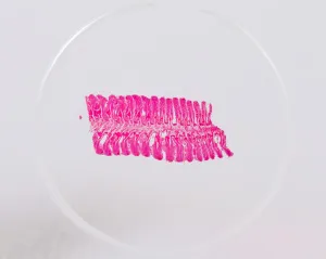 Набор микропрепаратов Konus 10: «Рыбы, лягушки и другие земноводные», изображение 8