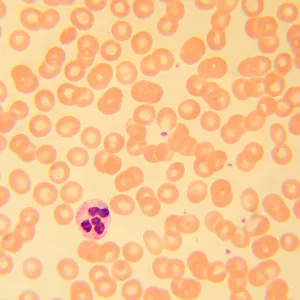 Микроскоп биологический цифровой MAGUS Bio D230T, изображение 25