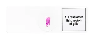 Набор микропрепаратов Levenhuk Discovery Prof DPS 5. «Амфибия», изображение 7