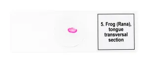 Набор микропрепаратов Levenhuk Discovery Prof DPS 5. «Амфибия», изображение 8