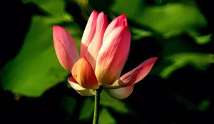 Фототелескоп Levenhuk Kelvin MAK127 AZ GOTO Wi-Fi, изображение 7