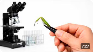 Лапа богомола под микроскопом